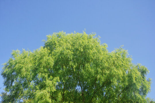 杨柳树