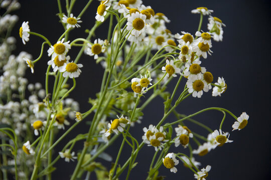 一束洋甘菊