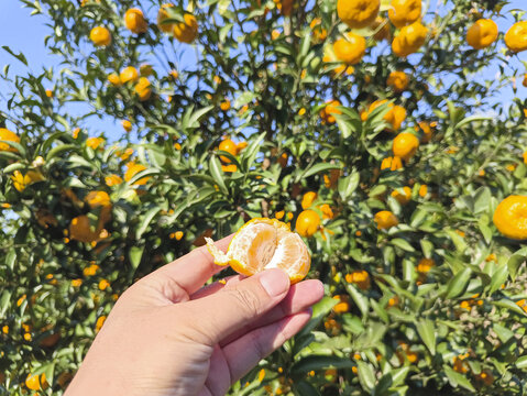 果园吃橘子