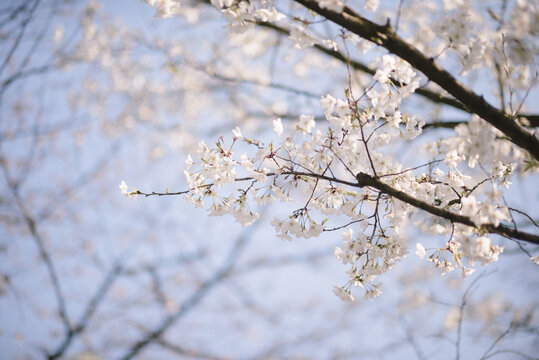 春天阳光下蓝天中的樱花特写微距