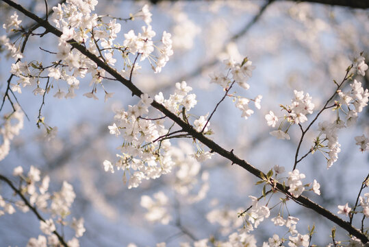 春天阳光下蓝天中的樱花特写微距