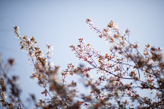 春天阳光下的紫叶李花微距特写