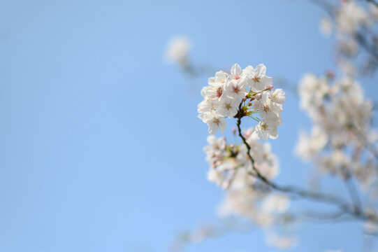 春天杭州西湖的樱花染井吉野