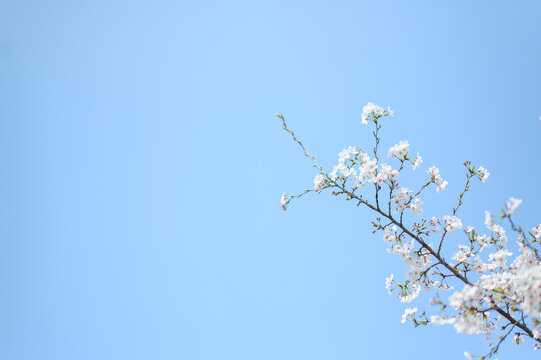 春天杭州西湖的樱花染井吉野