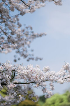 春天杭州西湖的樱花染井吉野