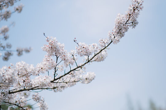 春天杭州西湖的樱花染井吉野