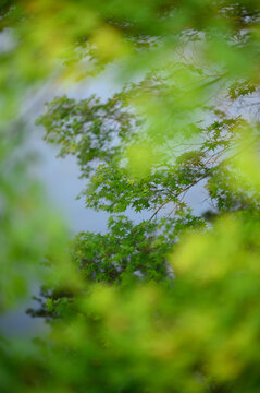 春天水边的绿色鸡爪槭