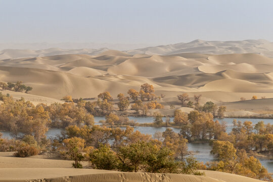 新疆沙漠湖泊水上胡杨林葫芦岛