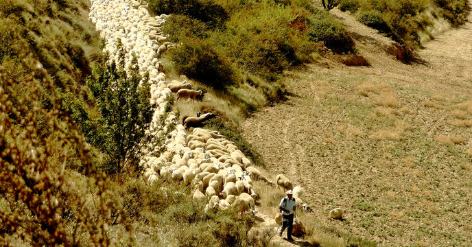 羊群与放羊