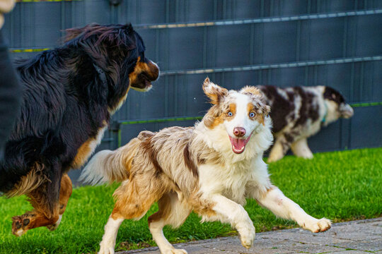 澳大利亚牧羊犬