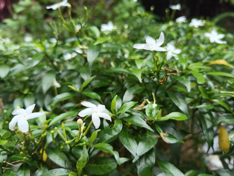 茉莉花近拍