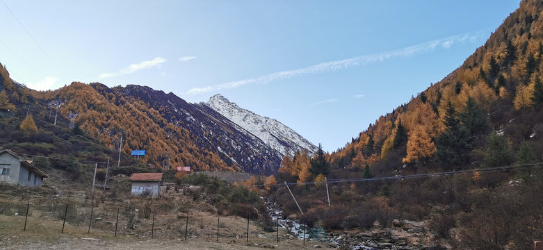 雪山彩林