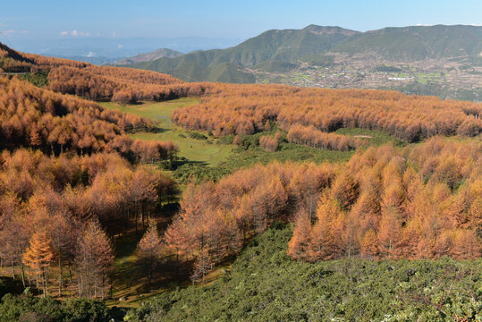 美姑县落叶松景区风光