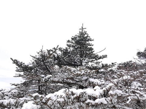 杉树顶积雪