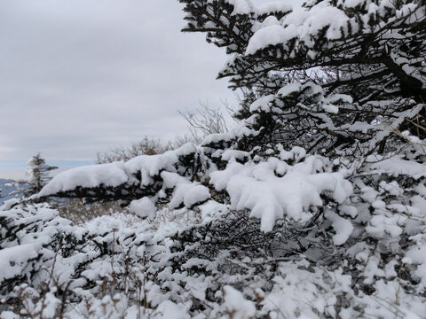 秦岭山顶积雪杉树