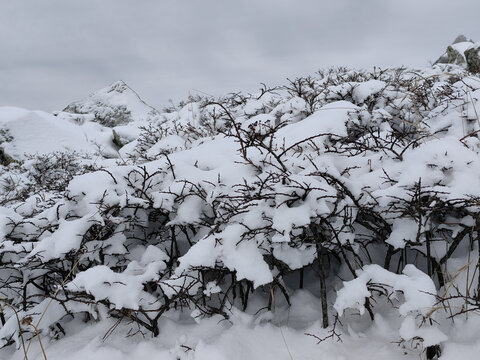 积雪后的山顶枯枝