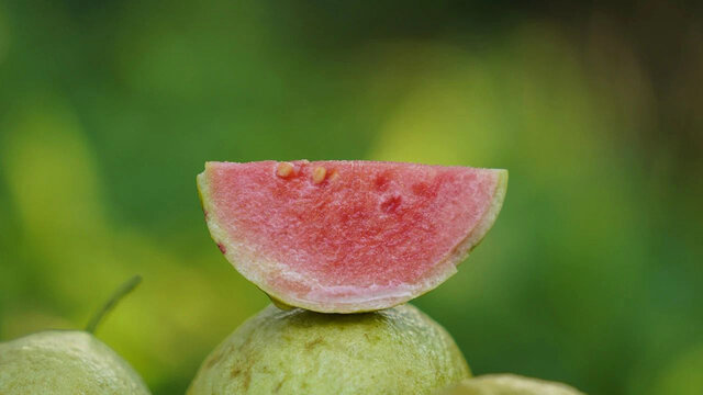 红心芭乐果