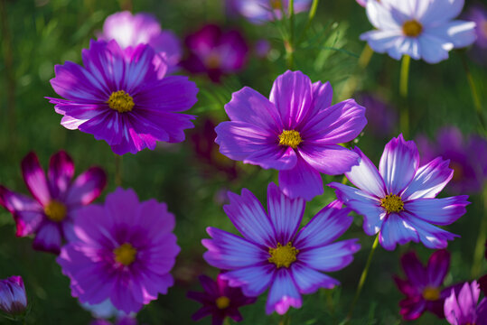 格桑花特写