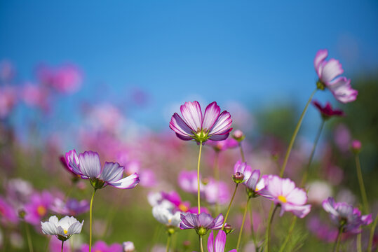 格桑花