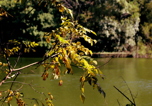 湖边黄叶