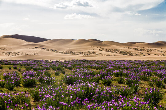 沙漠草原