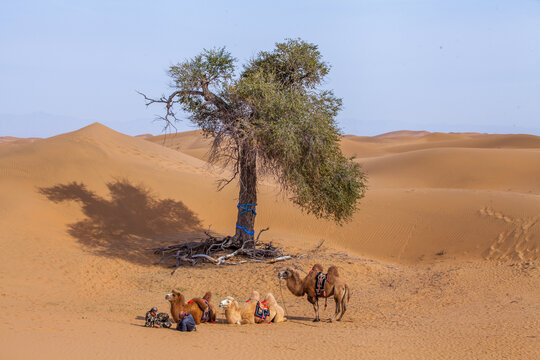 牧民骆驼和树