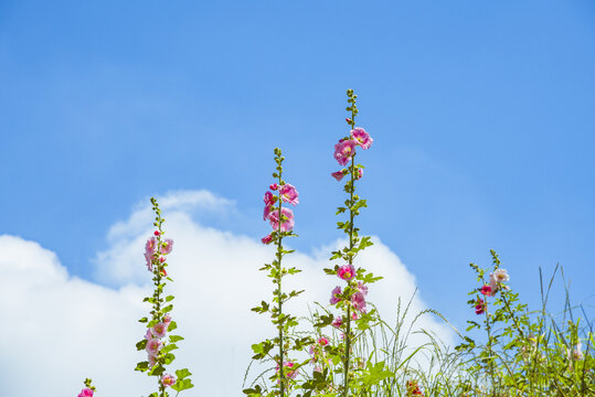 蜀葵花