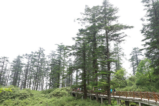 瓦屋山风景区