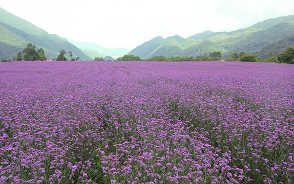 重庆巫溪红池坝景区花田花海