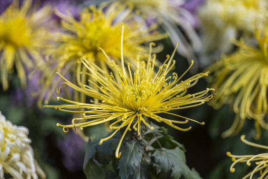 菊花特写