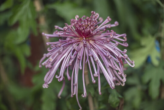 菊花特写