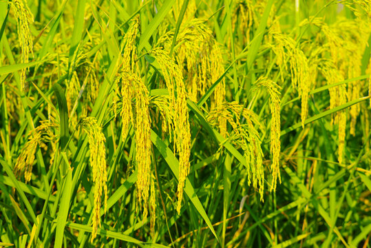 金色水稻
