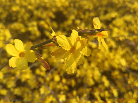 迎春花