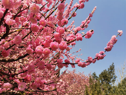 梅花榆叶梅