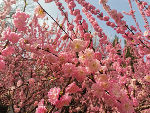 梅花榆叶梅