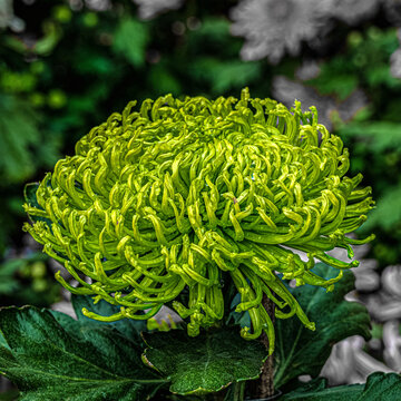 绿色菊花