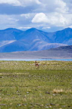 西藏高原海子旁奔跑的藏羚羊