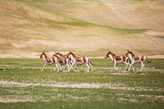 西藏阿里地区奔跑的藏野驴