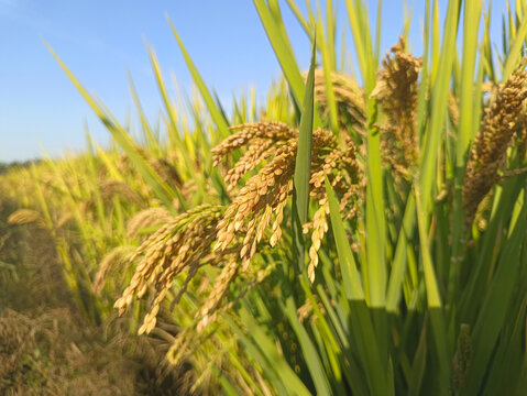 金色稻田稻米
