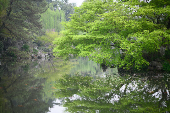 春天湖边绿色的鸡爪槭