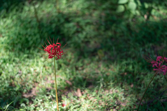 杭州植物园石蒜彼岸花