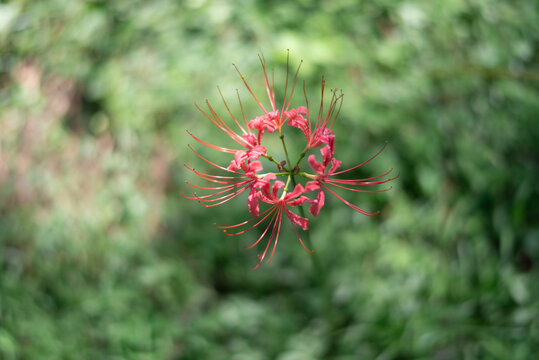 杭州植物园石蒜彼岸花