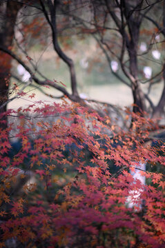 秋天逆光下红色的枫叶
