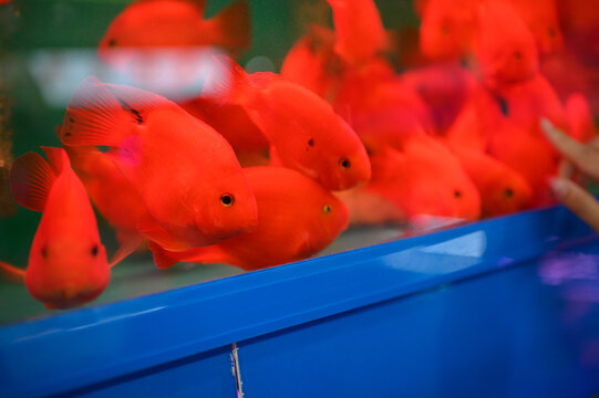 水族箱红色金鱼