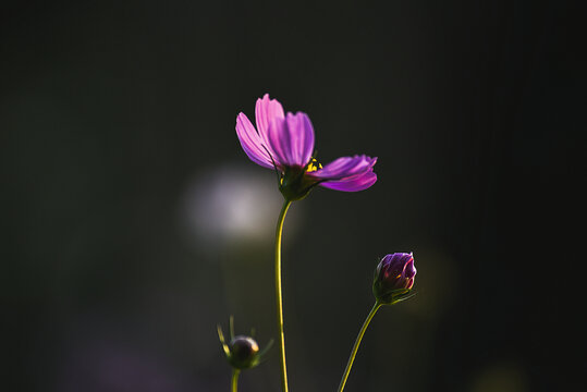 格桑花特写