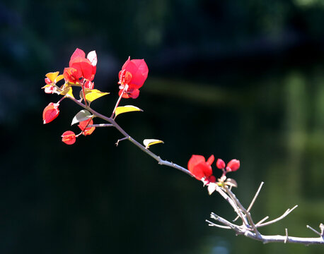 叶子花