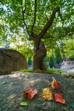 青岛崂山华严寺