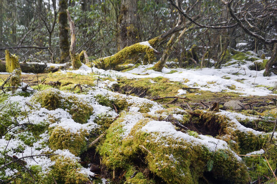 毕棚沟雪山原始森林苔藓