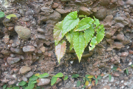 野生动植物中药材淫羊藿