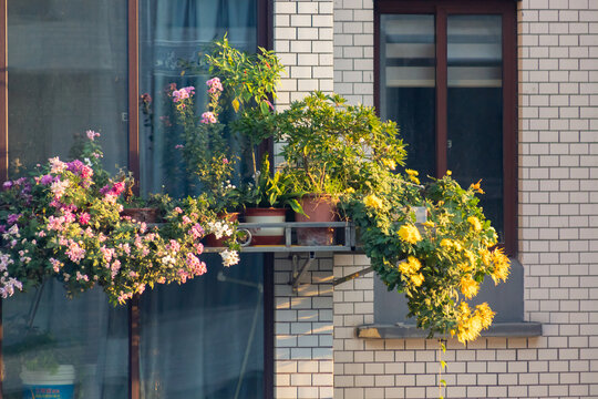 阳台上的菊花